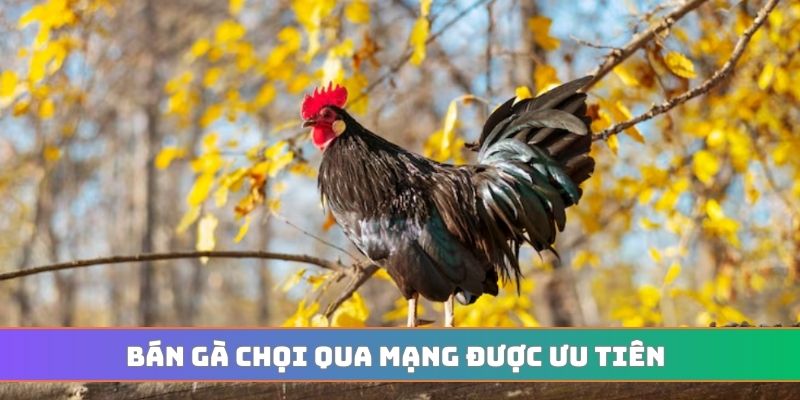 Bán gà chọi qua mạng được ưu tiên