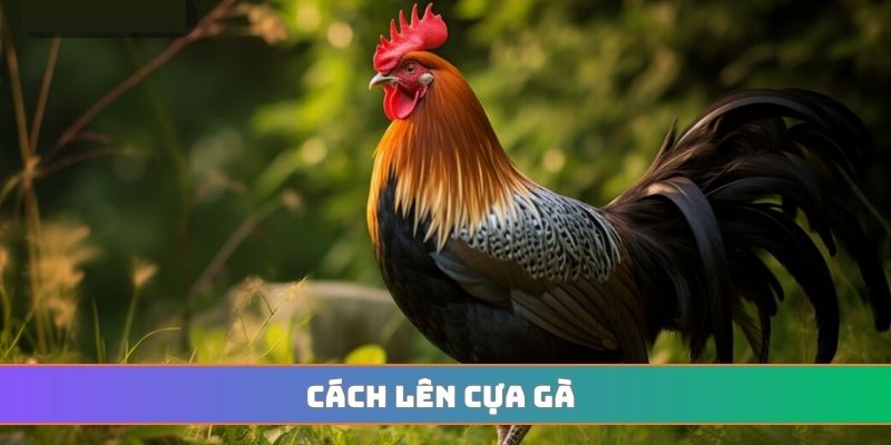 Cách lên cựa gà