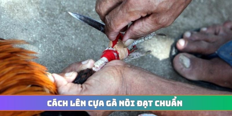 Cách lên cựa gà nòi đạt chuẩn