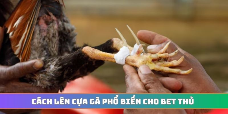 Cách lên cựa gà phổ biến cho bet thủ