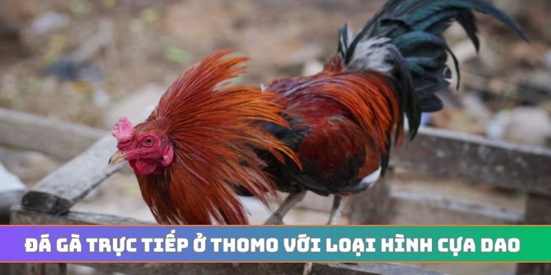 Đá gà trực tiếp ở Thomo với loại hình cựa dao