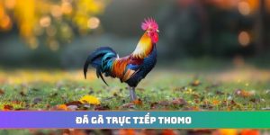 Đá gà trực tiếp Thomo