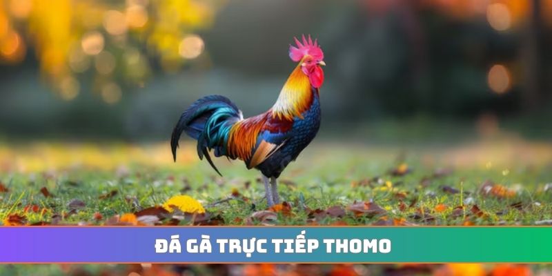 Đá gà trực tiếp Thomo