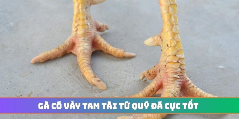 Gà có vảy tam tài tứ quý đá cực tốt