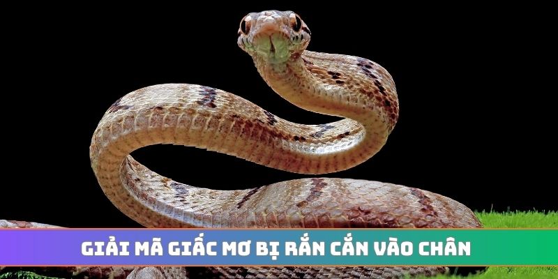 Giải mã giấc mơ bị rắn cắn vào chân