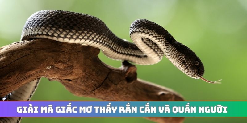 Giải mã giấc mơ thấy rắn cắn và quấn người