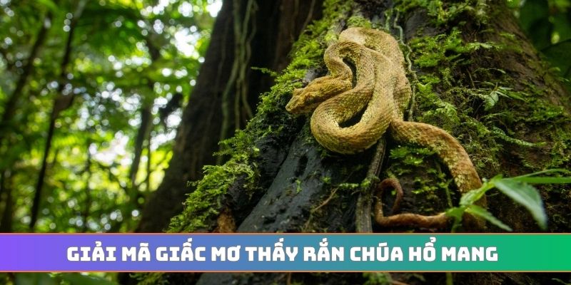 Giải mã giấc mơ thấy rắn chúa hổ mang