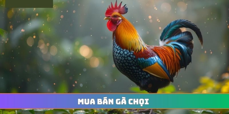 Mua bán gà chọi