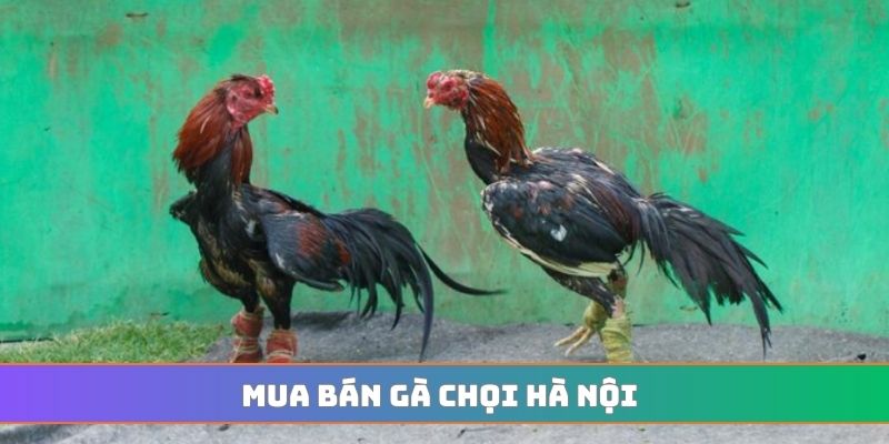 Mua bán gà chọi Hà Nội