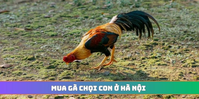 Mua gà chọi con ở Hà Nội