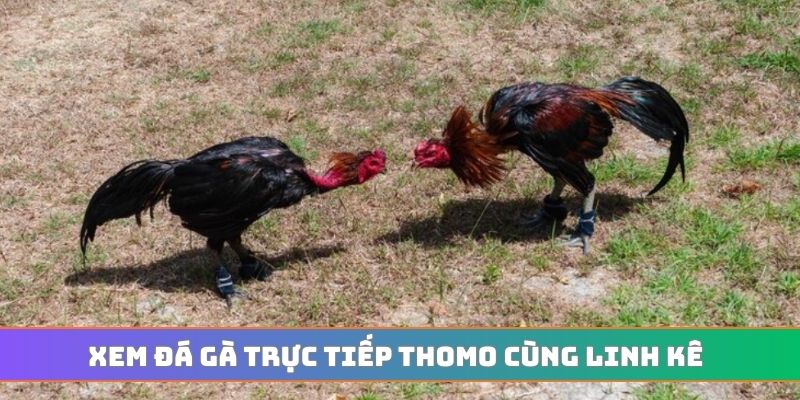 Xem đá gà trực tiếp Thomo cùng linh kê