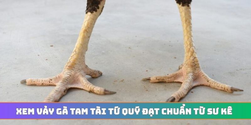 Xem vảy gà tam tài tứ quý đạt chuẩn từ sư kê
